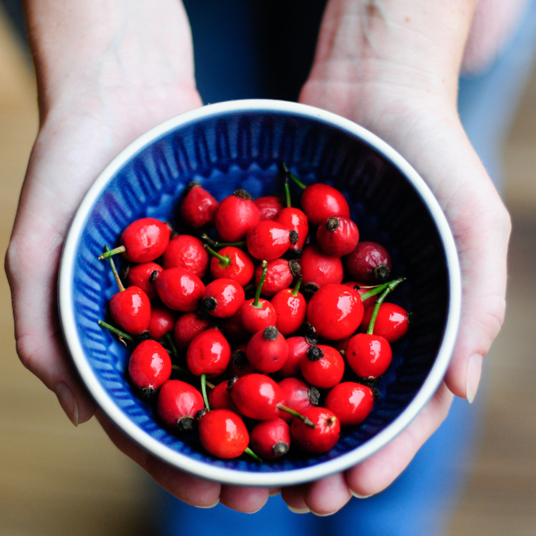 The Top 5 Benefits of Fresh Rosehip Seed Oil