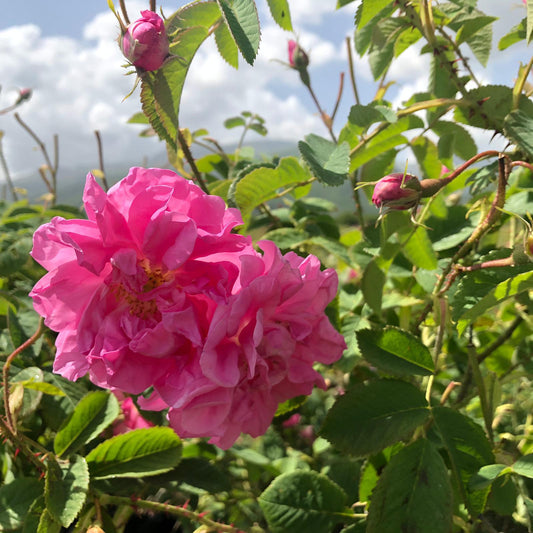 The Science of Serenity: Exploring the Cognitive Benefits of Rose Water