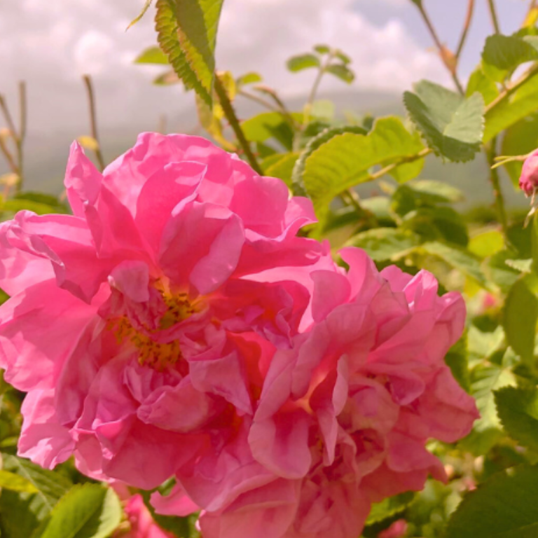 Fresh Rosehip Seed Oil & Rose Water Duo